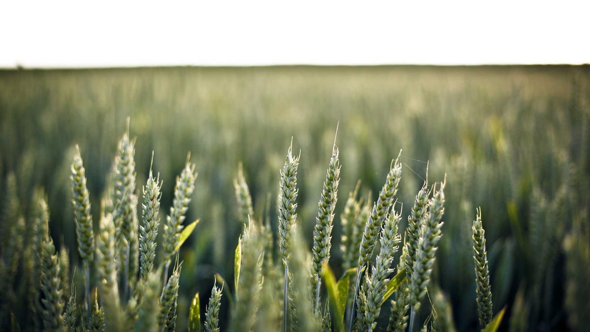 Artigo sobre Melancia 15