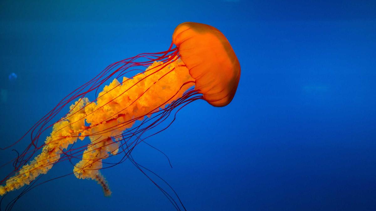 Artigo sobre Melancia 18