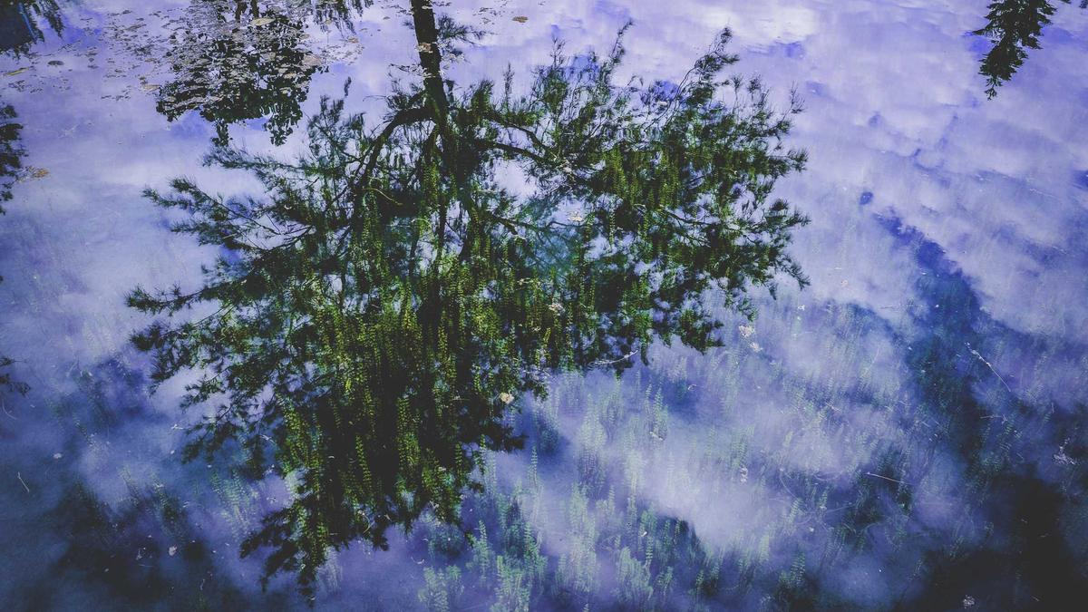 Artigo sobre Melancia 27