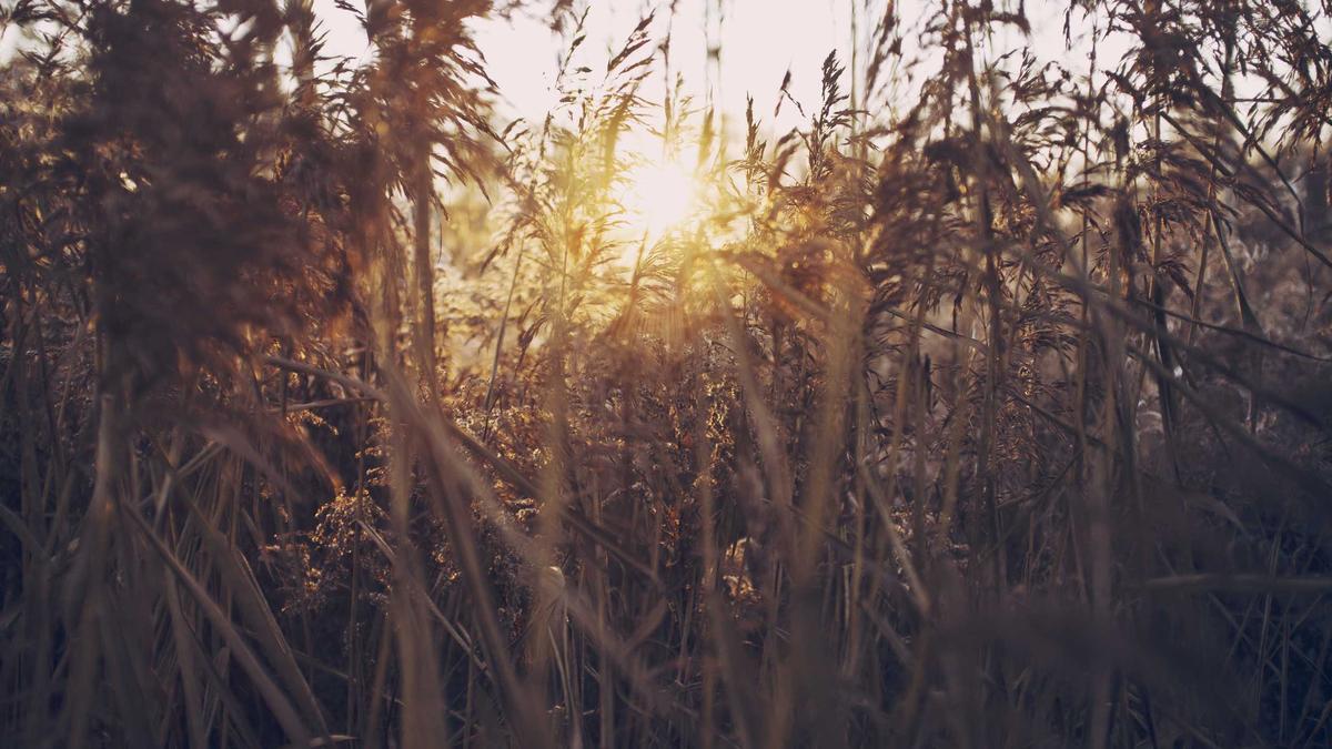 Artigo sobre Melancia 35