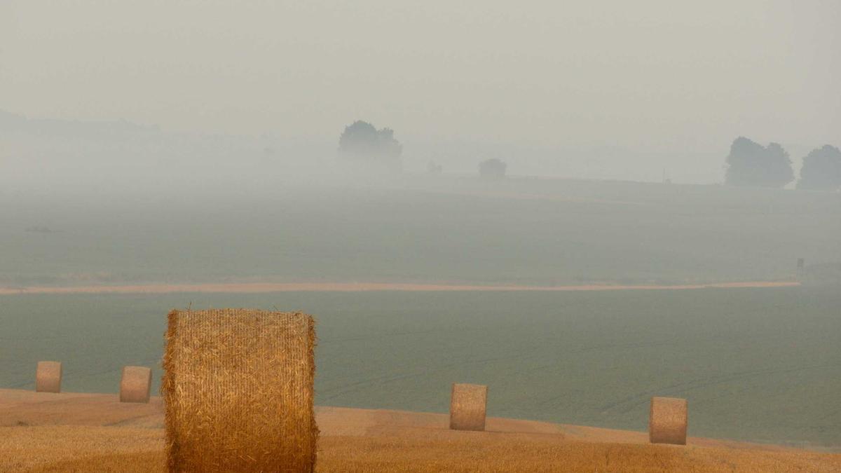 Artigo sobre Melancia 48