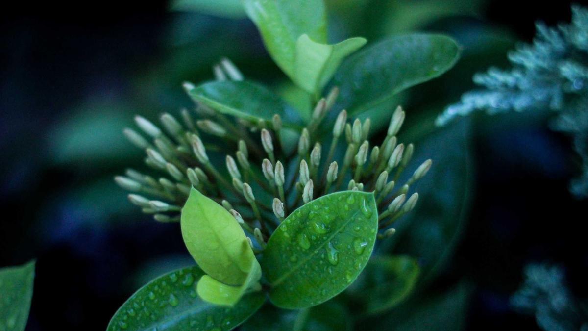 Artigo sobre Melancia 57