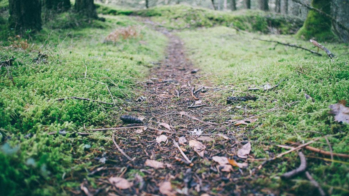 Artigo sobre Melancia 73