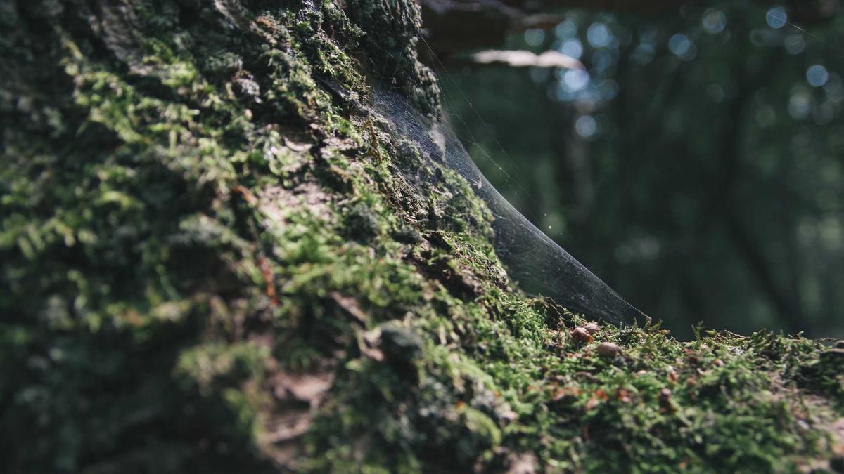 Artigo sobre Melancia 81