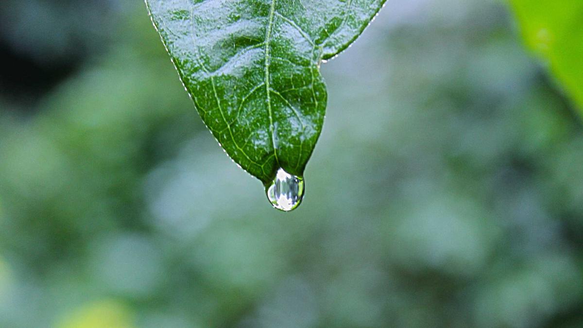 Artigo sobre Melancia 85